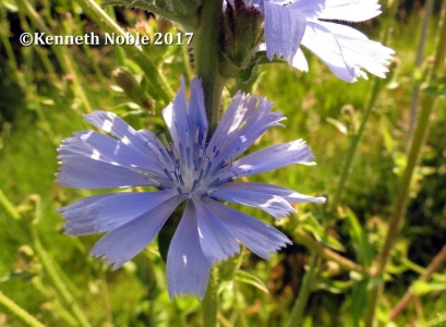chicorcy (Cichorium intybus) Kenneth Noble